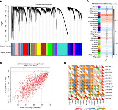 LncRNA PELATON, a Ferroptosis Suppressor and Prognositic Signature for GBM